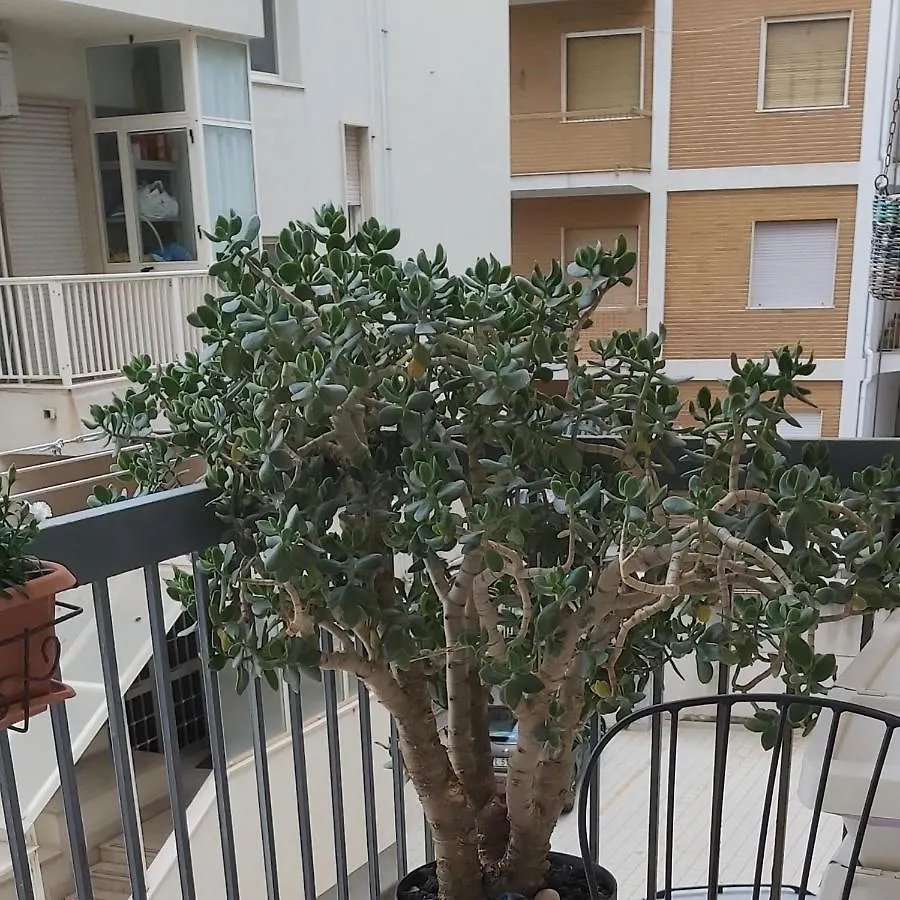 Bed & Breakfast Tilde B&B Cefalu